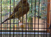 Yorkshire canary for new home