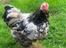 Pekin Cockerel chicken