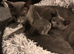Beautiful Pedigree Russian Blue kittens