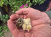 BABY MIXED COLOUR QUAIL CHICKS AVAILABLE