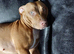 13 month old puppy for sale