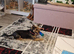 Yorkie minture xjack