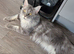 Maine Coon Male For Sale