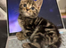 Beautiful kittens