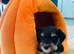 Miniature Schnauzer Puppies/Pups KC Registered