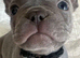 Beautiful kc registered French bulldog puppies