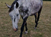 17.2 ISH gelding
