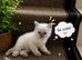 Ragdoll Blue Point Kittens