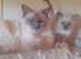 Ragdoll kittens
