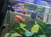 Got a few Guppy's for free.