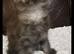 Maine coon