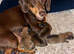 Beautiful red/light red dachshund boys