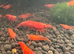 Red neocardinia (cherry shrimp)