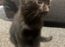 2 kittens looking for their forever home