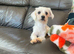 One year old Maltese
