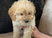 Cockapoo puppy