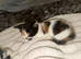 3 kittens ready for new home