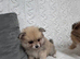 female Pomeranian ready now delivery available