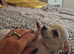Chihuahua for sale. READY NOW.!