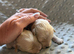 Maltipoo Puppies