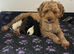 Beautiful Cavapoochon puppies ready now