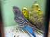 Black face and black wing budgies available