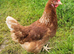 Young Laying Hens