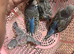 Young Budgies