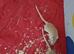 OFFERED 4 X FEMALE GERBILS WITH CAGE