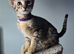 F8 Savannah kittens- TICA Registered