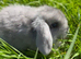 Mini lop baby boy ready for adoption!