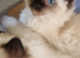Ragdoll kitten