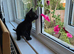 We are looking for our forever home