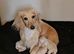 Miniature dachshund