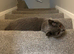 Pedigree British short hair cat 3 -4 year old