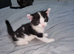 Beautiful mixed kittens for sale