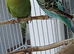 Pair of young budgies