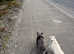 Doggy day care/dog boarding/dog walking.