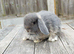 Mini Lop bunnies Pure Breed