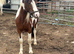 Lovely 2year old filly for sale