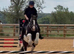 ELSA 14.2h cob mare 6 years old.