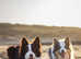 Chocolate & White Border Collie STUD - PROVEN & HEALTH TESTED