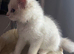 Last maleRagdoll kitten
