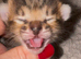Tica Registered Purebred Savannah kittens