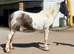 Appy X 13.3 mare.