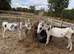 Jenny Donkeys