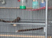 Pair of budgies