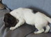 Springer spaniel pups