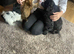 Beautiful cockapoo puppy’s ready for there new home
