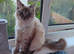 Seal Linx Ragdoll Female for sale.